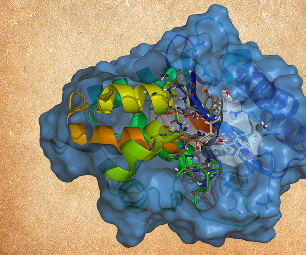 Enzymes by Design: Structure-based Methods for Modeling Enzymes