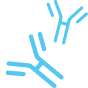 Antibody Design