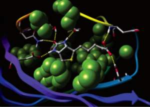 Figure 3. Biotin bound to streptavidin. The identification of a triplet of correlated hydrogen bonds in the ring in a hydrophobically enclosed region, and the three hydrogen bonds to the ligand carbonyl within that ring each significantly contributes to a very favorable GlideScore for this tightly bound complex (∆Gexp = -18.3 kcal/mol).