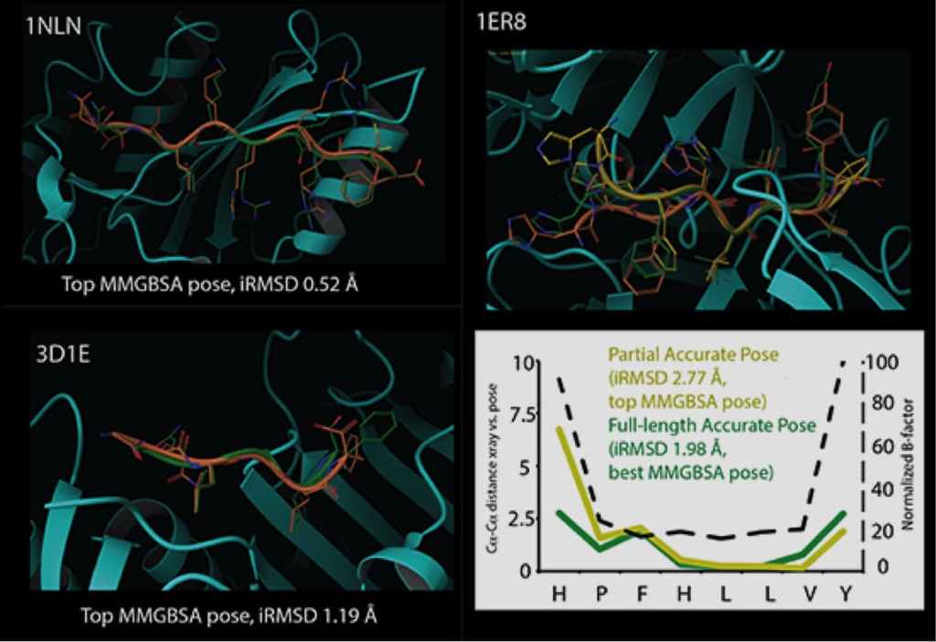 Figure 6: Prediction of protein−peptide complexes using the peptide-customized version of Glide.