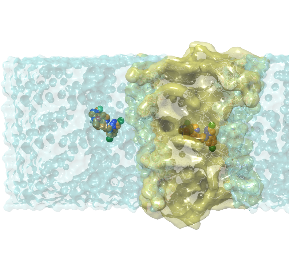 Membrane Permeability