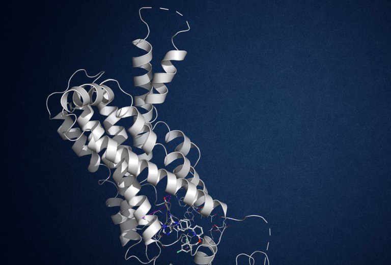 Building stable and accurate FEP models for agonist affinity for GPCRs